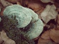 Closeup shot of light green polypore mushrooms on the tree