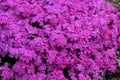 Closeup shot of light purple and dark purple small flowers in the garden Royalty Free Stock Photo