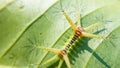 Closeup shot of a Limacodidae moth on the green leaf Royalty Free Stock Photo
