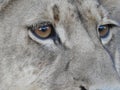 Closeup shot of lion eyes looking sideways - perfect for background Royalty Free Stock Photo