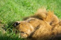 Closeup shot of the lion lying on the grass in a field with its eyes closed Royalty Free Stock Photo