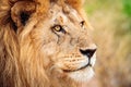 Closeup shot of a lion in Serengeti, Tanzania with a blurred background Royalty Free Stock Photo