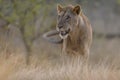 Closeup shot of a lion walking in a dry grassy field Royalty Free Stock Photo