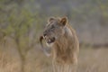 Closeup shot of a lion walking while looking around Royalty Free Stock Photo