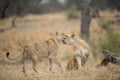 Closeup shot of lions cuddling each other with a blurred background