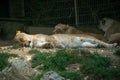 Closeup shot of lions lying on the ground in the zoo