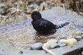Closeup shot of a little common blackbird swimming in the puddle on a blurred background