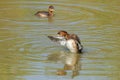 Closeup shot of little grebes in the water