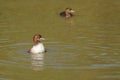 Closeup shot of little grebes in the water