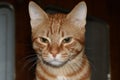 Closeup shot of a little orange cat with an angry look Royalty Free Stock Photo