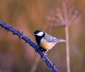 Closeup shot of a little titmouse perched on a tree branch