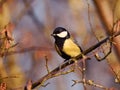 Closeup shot of a little titmouse perched on a tree branch