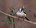 Closeup shot of a little titmouse perched on a tree branch