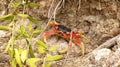 Closeup shot of a little tropical crab hiding behind green leaves