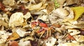 Closeup shot of a little tropical crab hiding in the rotting leaves