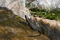 Closeup shot of a lizard in Chinese Garden of Friendship, Darling Harbour, Australia Royalty Free Stock Photo