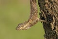 Closeup shot of a Lizard displaying on tree