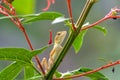 Closeup shot of a lizard on a green plant with a blurred background Royalty Free Stock Photo