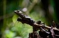 Closeup shot of a lizard on the narrow branch against a green background Royalty Free Stock Photo