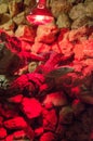 Closeup shot of a lizard on the rocks under the red lights Royalty Free Stock Photo