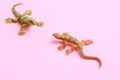 Closeup shot of lizard shaped rubber toy in color background Royalty Free Stock Photo