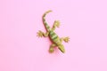 Closeup shot of a lizard shaped rubber toy on a pink background Royalty Free Stock Photo