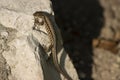 Closeup shot of a lizard sitting on a stone under a sunshine Royalty Free Stock Photo