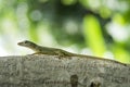 Closeup shot of a lizard on a tree branch with a blurred background Royalty Free Stock Photo
