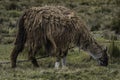 Closeup shot of a llama eating on the slopes of the Chimborazo volcano, Ecuador