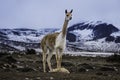 Closeup shot of a llama in the mountains of Ecuador located in the Chimborazo Volcano