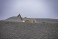 Closeup shot of a llama in the mountains of Ecuador located in the Chimborazo Volcano