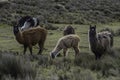 Closeup shot of llamas eating on the slopes of the Chimborazo volcano, Ecuador Royalty Free Stock Photo