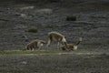 Closeup shot of llamas eating on the slopes of the Chimborazo volcano, Ecuador Royalty Free Stock Photo