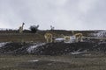 Closeup shot of llamas on the mountains of Ecuador located in the Chimborazo Volcano Royalty Free Stock Photo