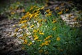 Closeup shot of a lobed tickseed (Coreopsis auriculata) Royalty Free Stock Photo