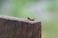 Closeup shot of the locust standing on a wood with a blurred background