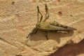 Closeup shot of a locust on a stone