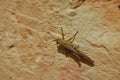 Closeup shot of a locust on a stone