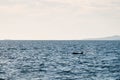 Closeup shot of a lonely dolphin swimming in the ocean Royalty Free Stock Photo