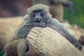 Closeup shot of a lonely monkey leaning on tree bark in the zoo