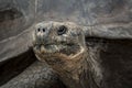 Closeup shot of a lonesome George giant turtle in Galapagos islands