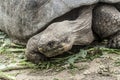 Closeup shot of a lonesome George giant turtle in Galapagos islands Royalty Free Stock Photo
