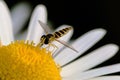 Closeup shot of a long hoverfly on a daisy flower.