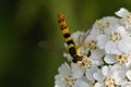 Closeup shot of a long hoverfly on white flowers.