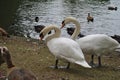 Closeup shot of long-necked geese and swans in a pond Royalty Free Stock Photo