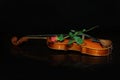 Closeup shot of a long stem red rose on top of a violin isolated on a dark background Royalty Free Stock Photo