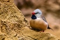 Closeup shot of a long-tailed finch, Poephila acuticauda