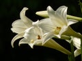 Closeup shot of Longflower Lily Easter Lily Royalty Free Stock Photo