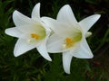 Closeup shot of Longflower Lily Easter Lily Royalty Free Stock Photo