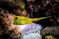 Closeup shot of a longhorn cowfish under the water Royalty Free Stock Photo
